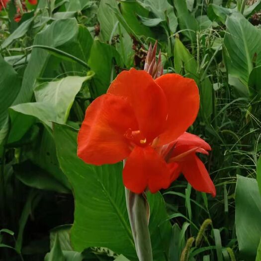 菏泽矮化  红花美人蕉