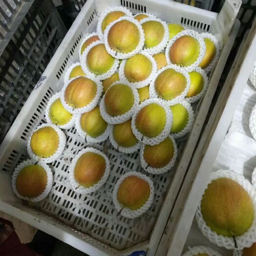 大连 香梨，清肺，水分大，