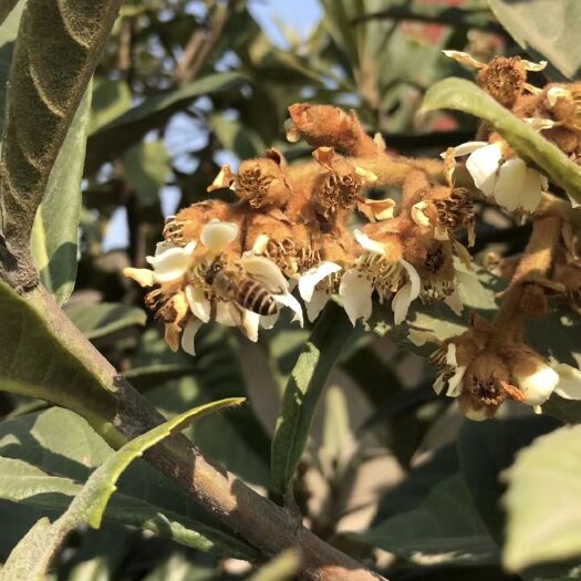 绍兴 枇杷蜜枇杷蜜甘甜上口，是蜜中上品。枇杷蜜具有枇杷主治肺热喘咳