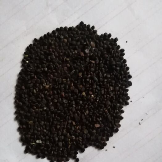 济南 黄芪种子