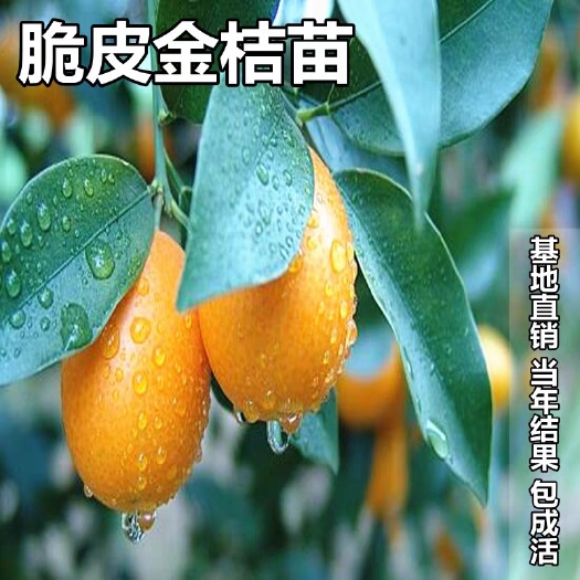 脆皮金桔苗 基地直供  现挖保湿发货  成活率高
