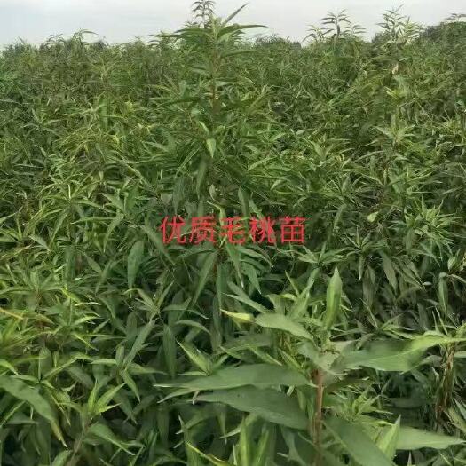 辛集市优质毛桃苗1～3年生。0.6～4公分。
