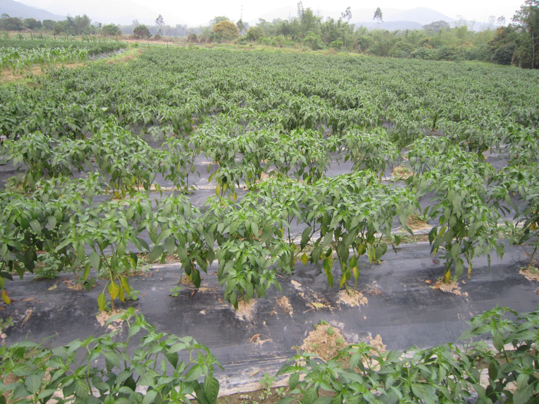  广西米椒新鲜小米椒泡椒朝天椒小米辣剁椒辣椒超辣红辣椒特辣辣椒