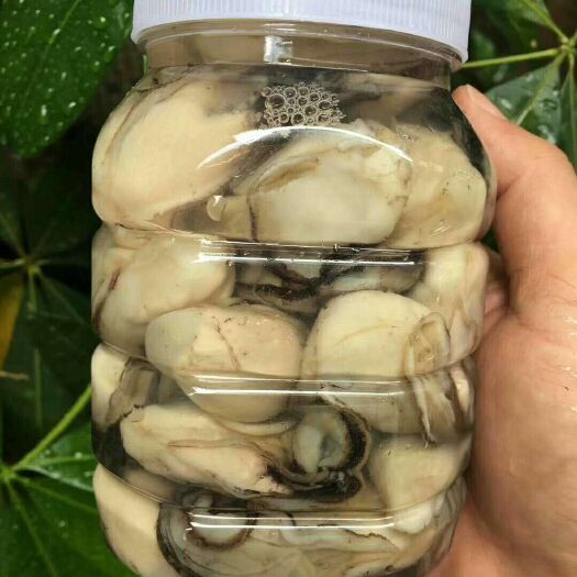 饶平县牡蛎肉 新鲜生蚝肉