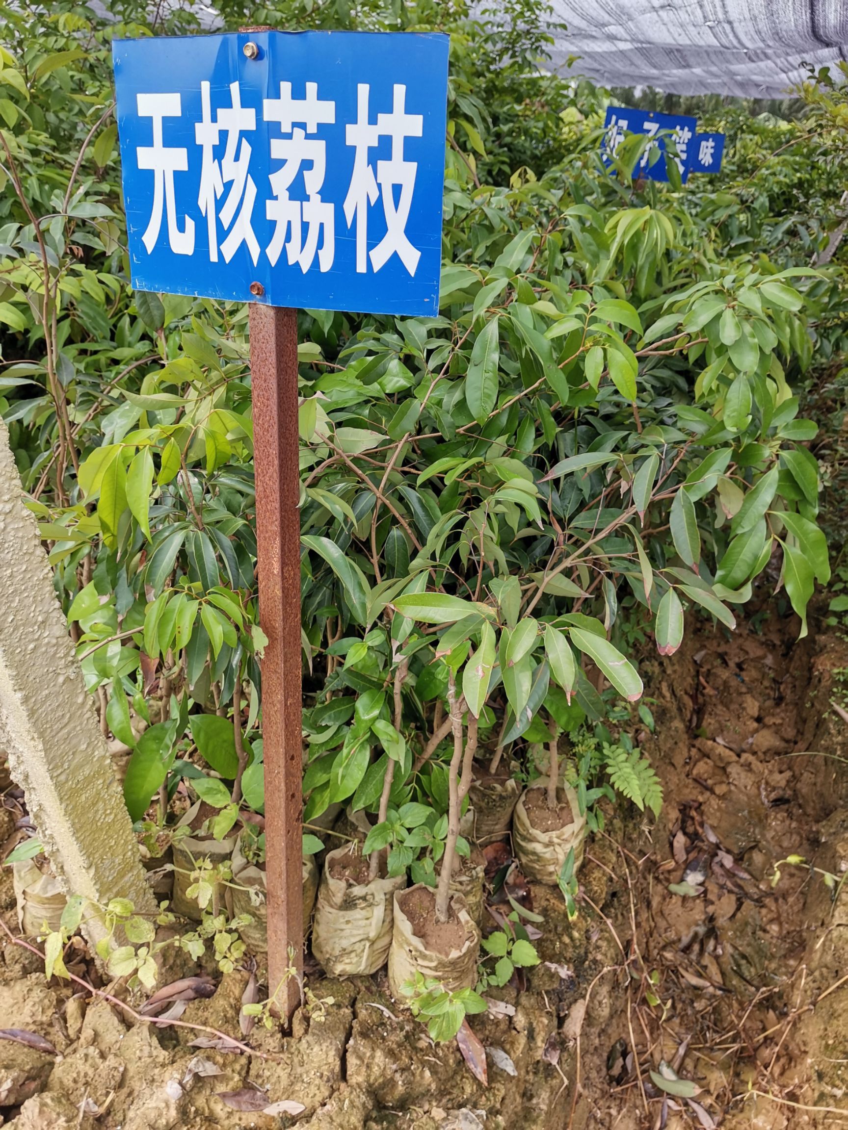  无核荔枝苗 荔枝嫁接苗