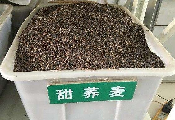 沭阳县 荞麦种子