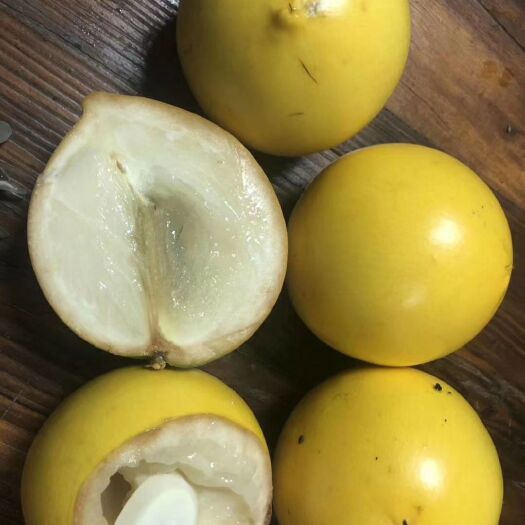 灵山县黄果苗 黄晶果苗   黄晶果树苗