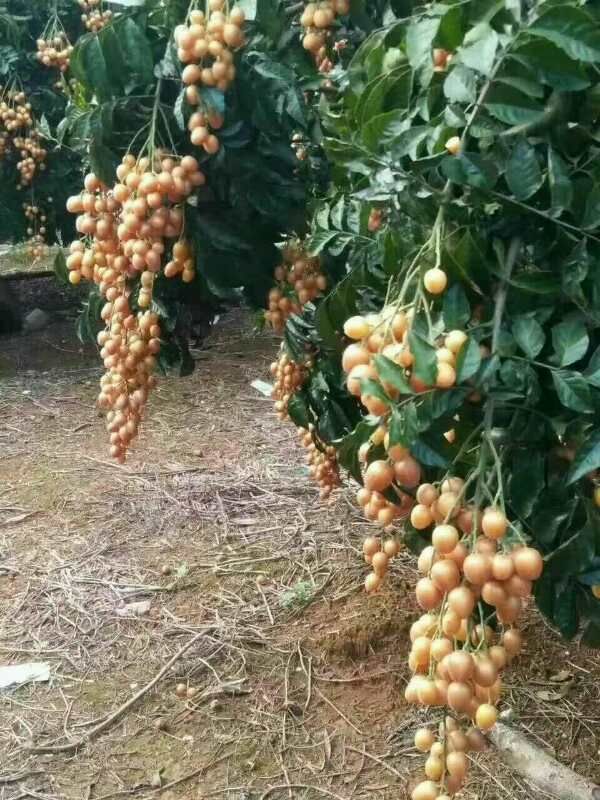 贵妃黄皮果苗，正品优种，中枝嫁接，量大从优，欢迎订购