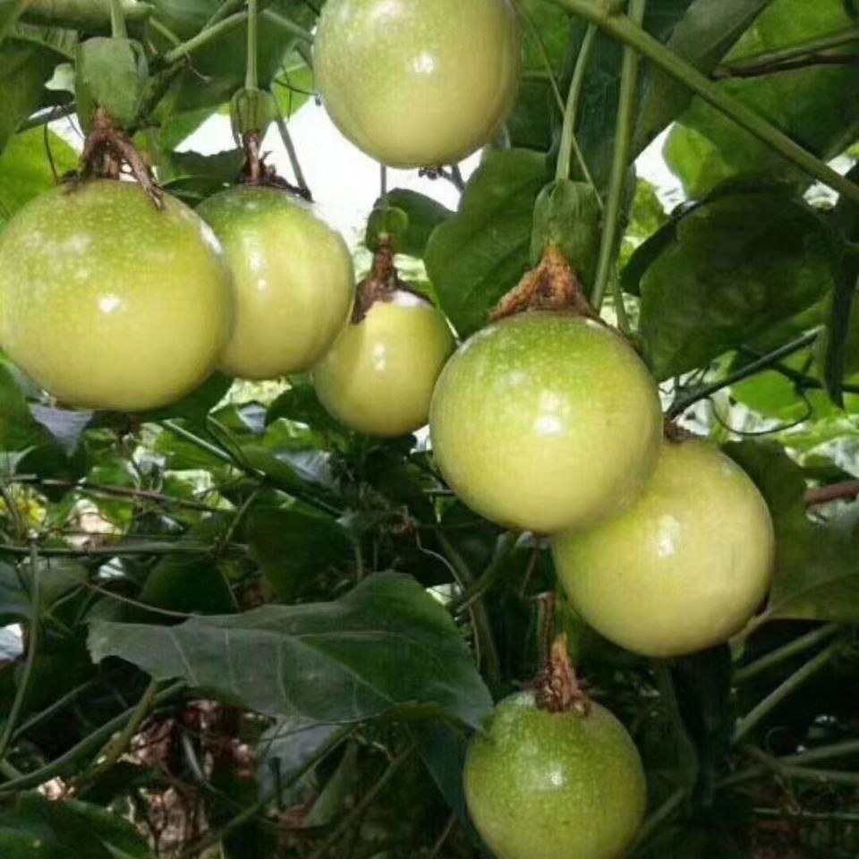  芭乐味黄金百香果苗  黄金百香果嫁接苗