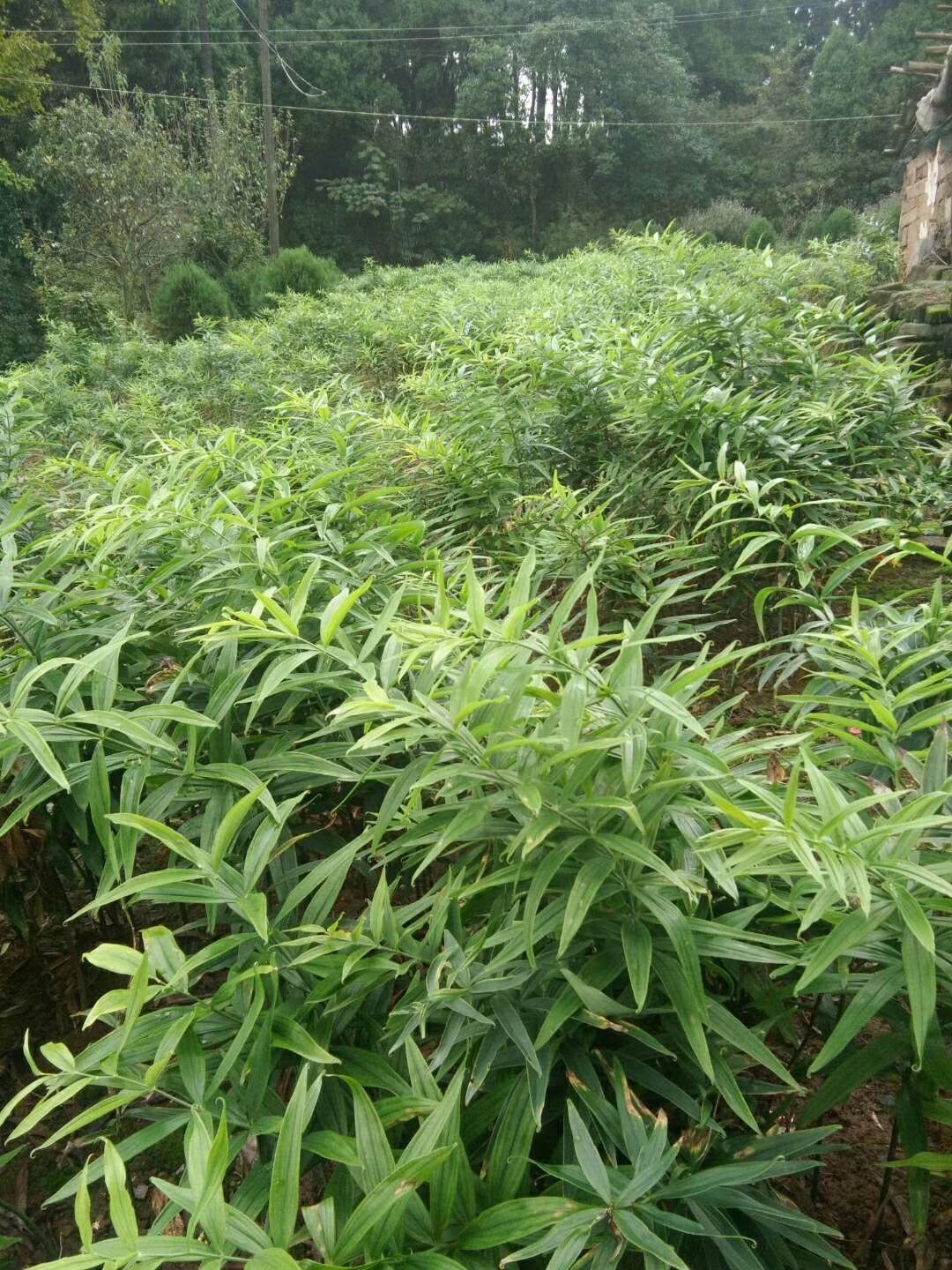 广元黄精种苗 黄精苗四川不倒苗姜形黄精
