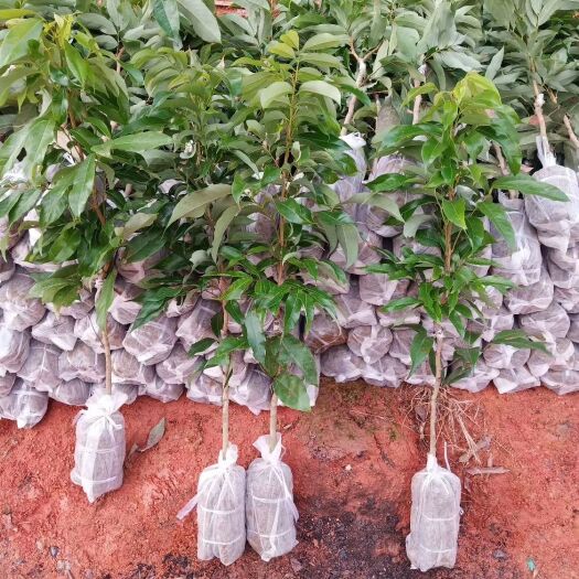灵山县 妃子笑荔枝苗