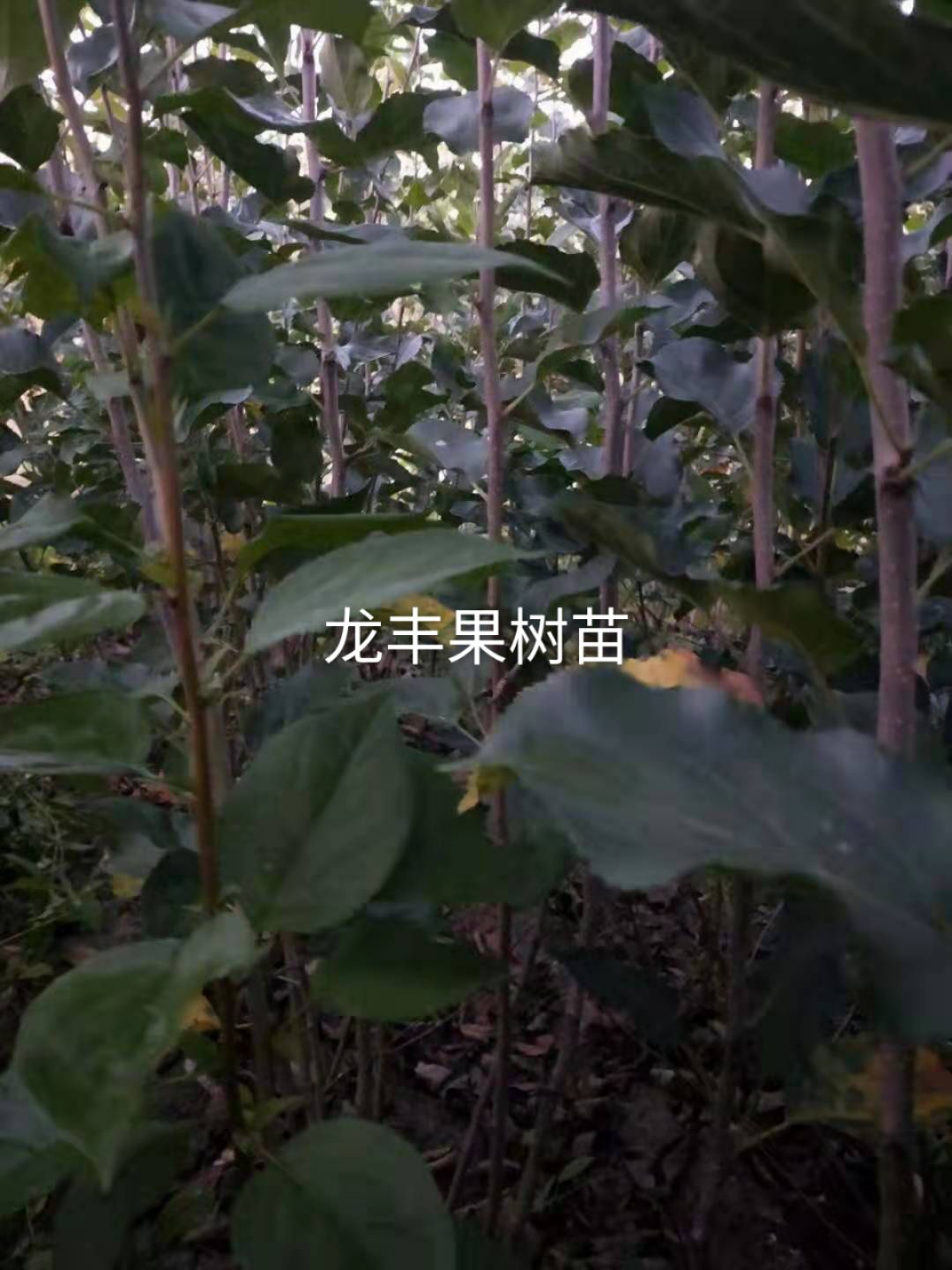 龙丰苹果苗 龙丰果树苗