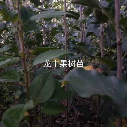 宁安市龙丰苹果苗 龙丰果树苗