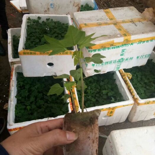 灵山县 大青木瓜 木瓜苗