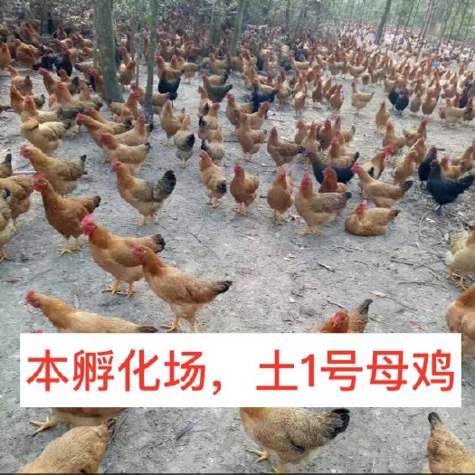 南宁 土鸡苗，%真正孵化直销店