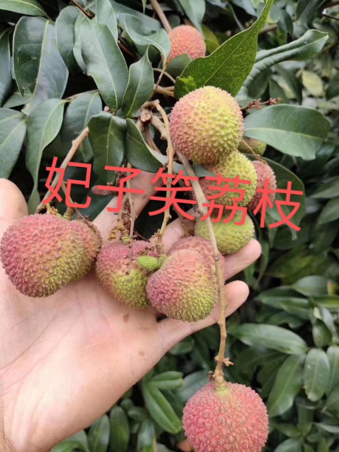 妃子笑荔枝苗