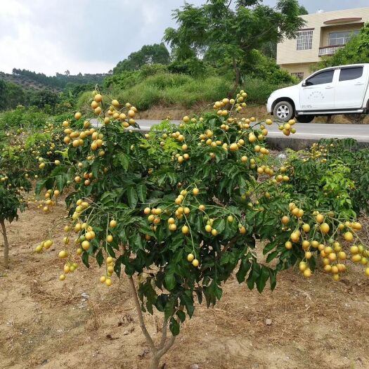 灵山县黑黄皮果苗 香蜜黑黄皮苗  黄皮树苗  嫁接苗