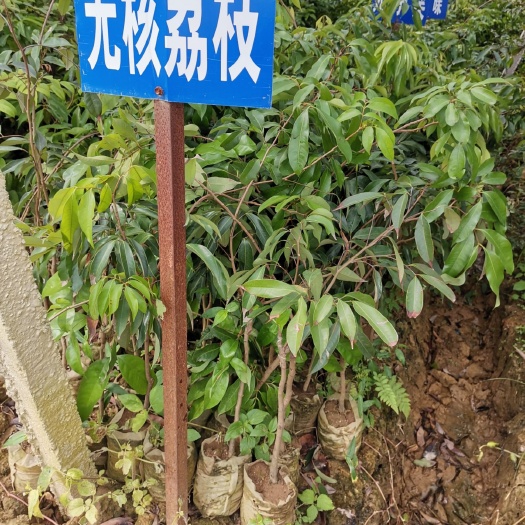 灵山县 无核荔枝苗 荔枝嫁接苗