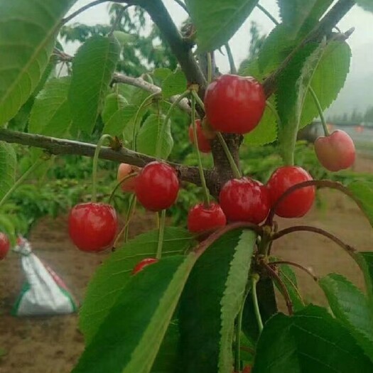 眉县美早樱桃  美早