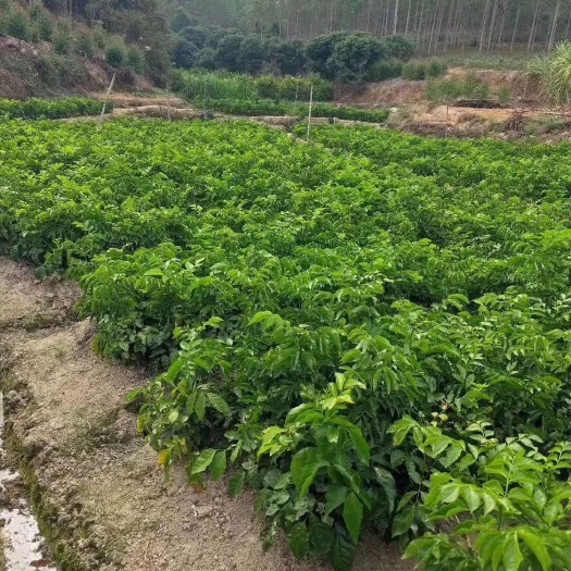 廉江市贵妃黄皮果苗，正品优种，中枝嫁接，量大从优，欢迎订购