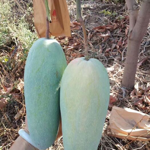 灵山县金煌芒果苗