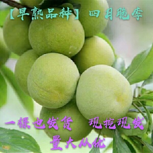 晴隆县贵州酥李四月脆李子树嫁接苗早熟脆甜脱骨离核适宜南北方种植包邮