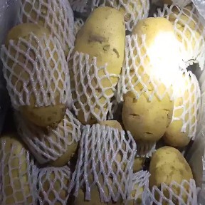 肥城市荷兰15号土豆 山东泰安肥城荷兰十五货源