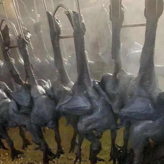 莘县乌黑鸡肉 乌骨鸡