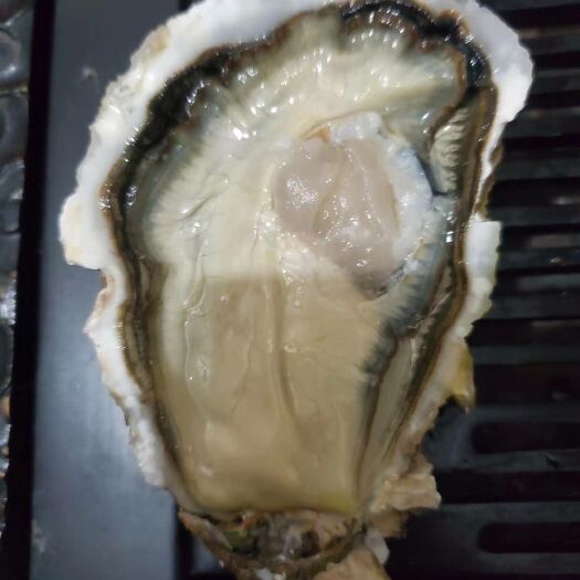 青岛乳山牡蛎 生蚝现捞现发