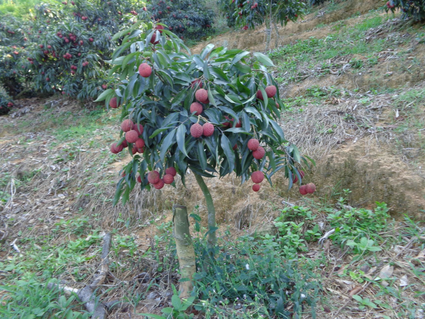  无核荔枝苗 荔枝嫁接苗