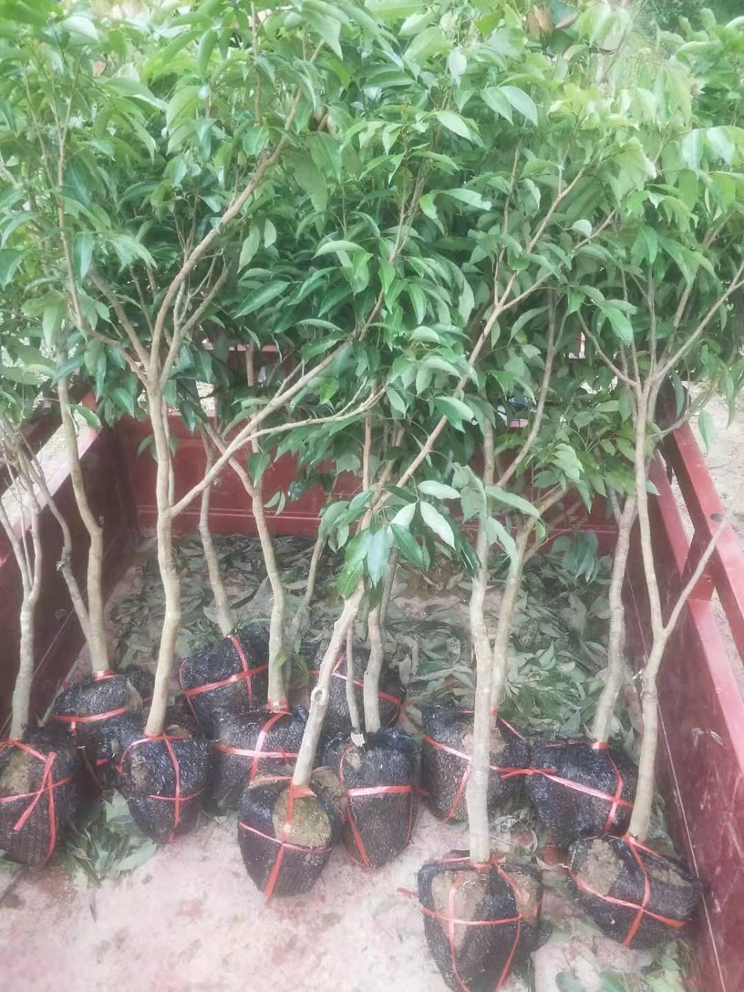  无核荔枝苗 荔枝嫁接苗