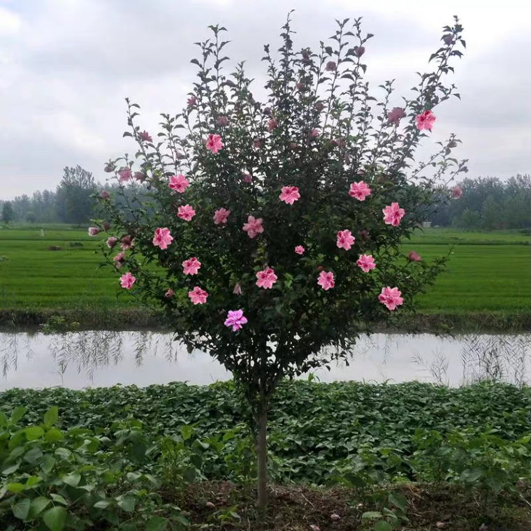 木槿  平条木槿 木槿树苗室外庭院耐寒耐阴植物工程绿化苗木
