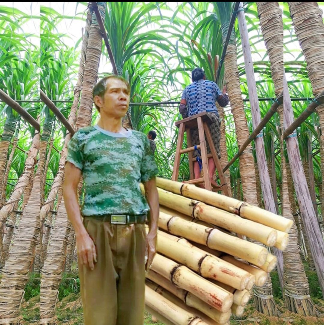 黑皮甘蔗大灰种大土炮亮货甘蔗