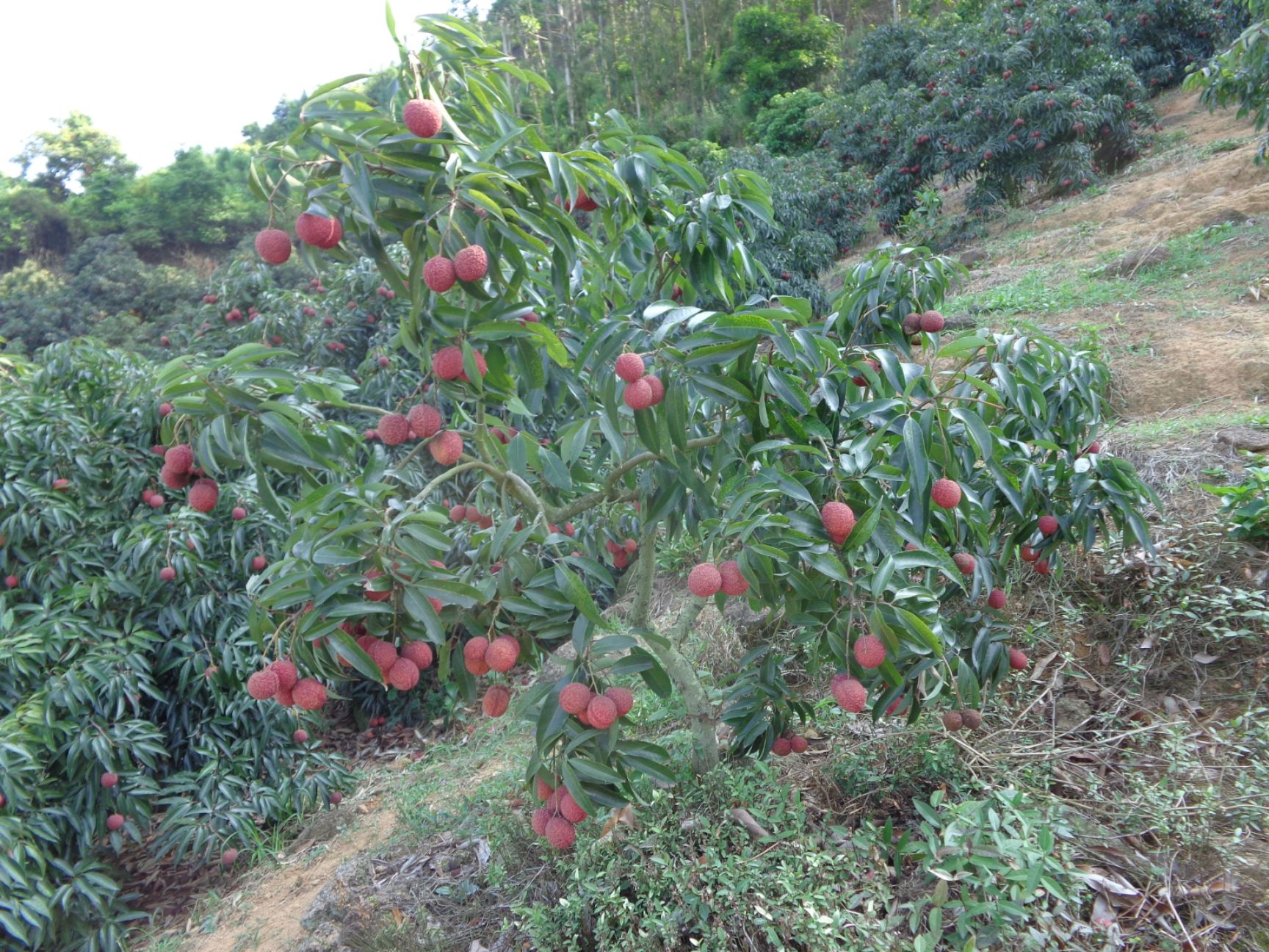  无核荔枝苗 荔枝嫁接苗