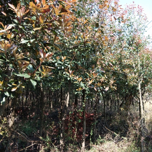弥勒市 低价出售球花石楠