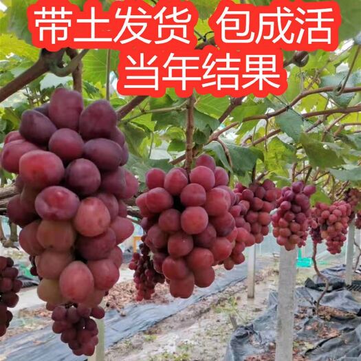 平邑县浪漫红颜葡萄苗 八月份成熟，单果重15克，甜度高。