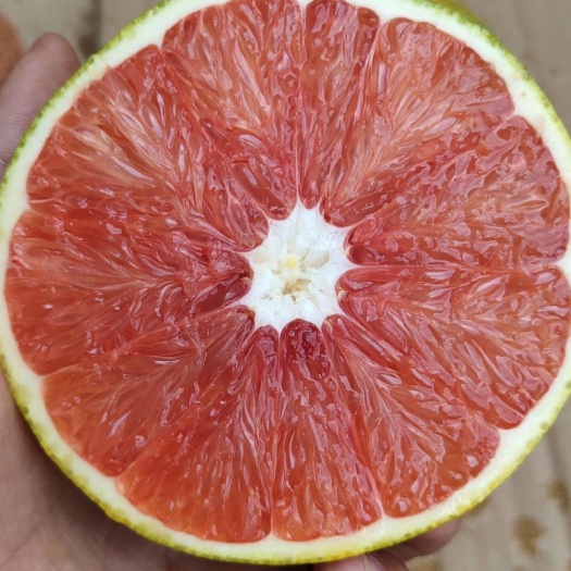 灵山县卡拉卡拉红肉脐橙苗 卡拉卡红肉脐橙苗  柑橘苗