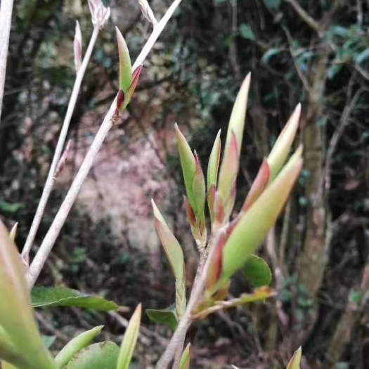 云县绿茶  野茶——芽孢