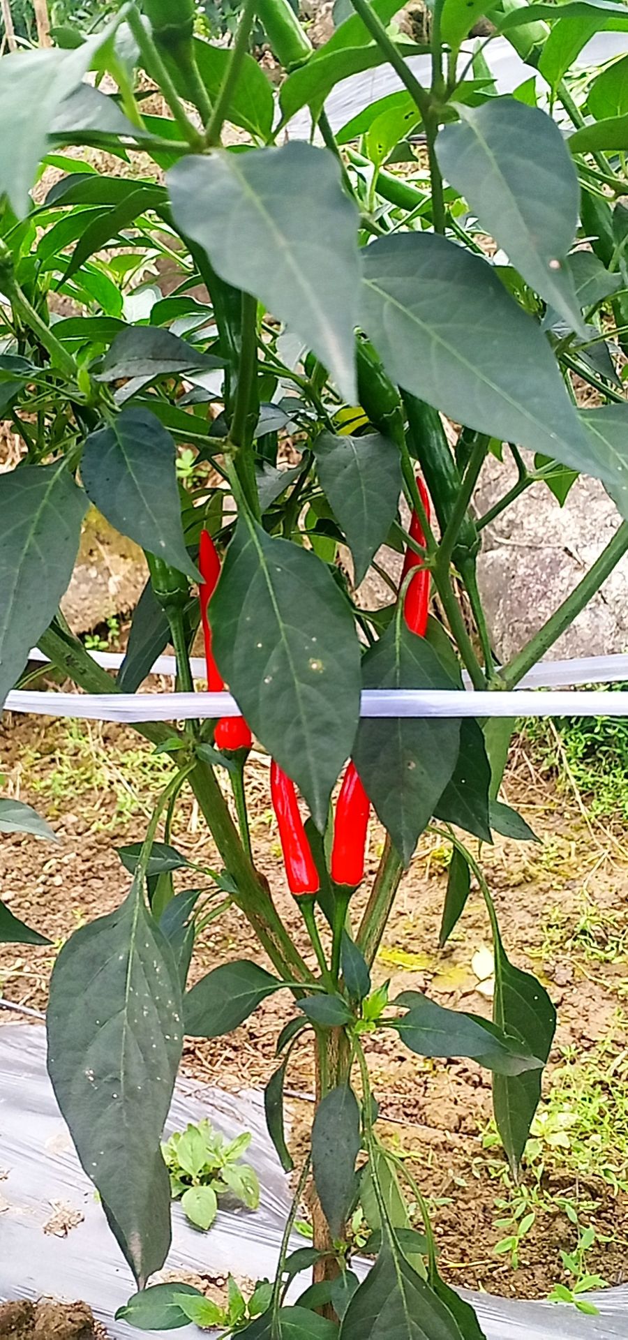  广西米椒新鲜小米椒泡椒朝天椒小米辣剁椒辣椒超辣红辣椒特辣辣椒