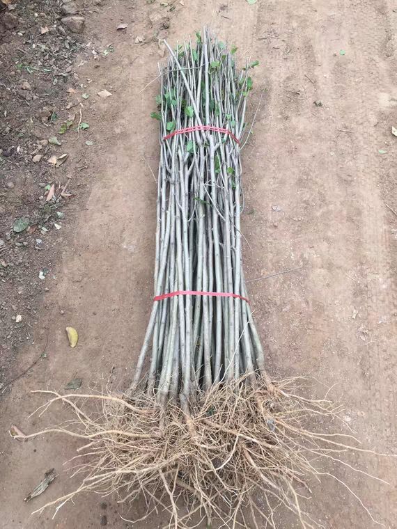 木槿  平条木槿 木槿树苗室外庭院耐寒耐阴植物工程绿化苗木