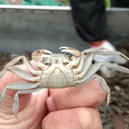 当涂县 马鞍山当涂乌溪镇精养殖蟹苗，正规养殖基地，几十年育苗经验