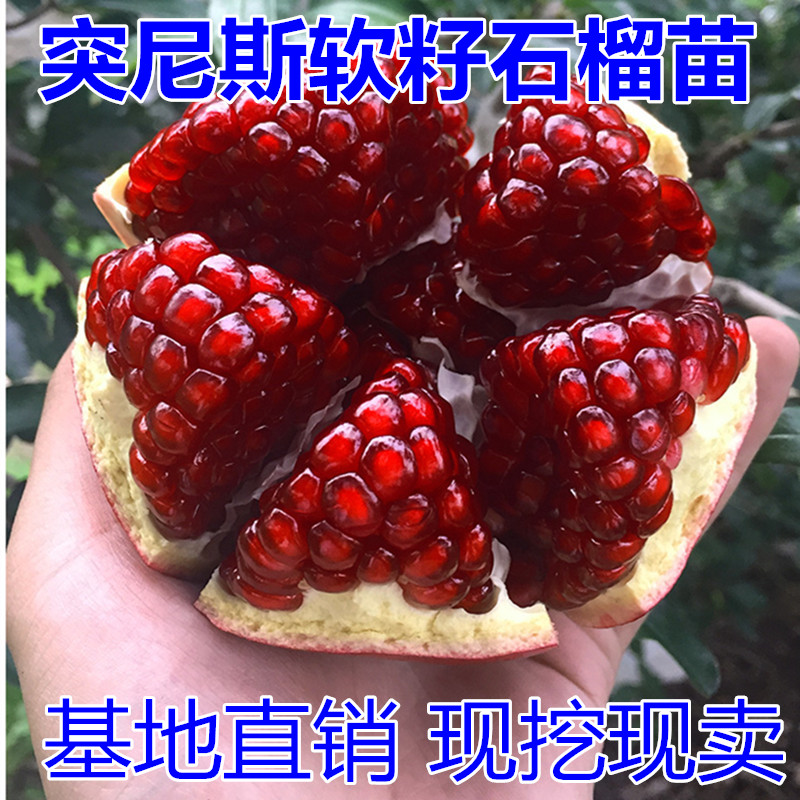 平邑县突尼斯软籽石榴树苗 突尼斯石榴树树苗特大盆栽地栽南北方种庭院果树石榴苗果苗当年结