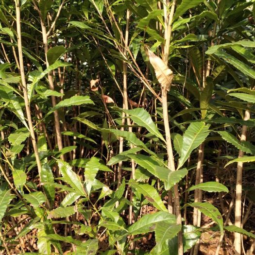 阳朔县杨梅实生苗 杨梅苗