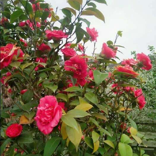 中方县 批量出售山茶花