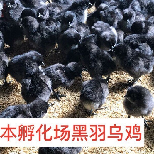 南宁 乌鸡苗，%真正孵化直销店