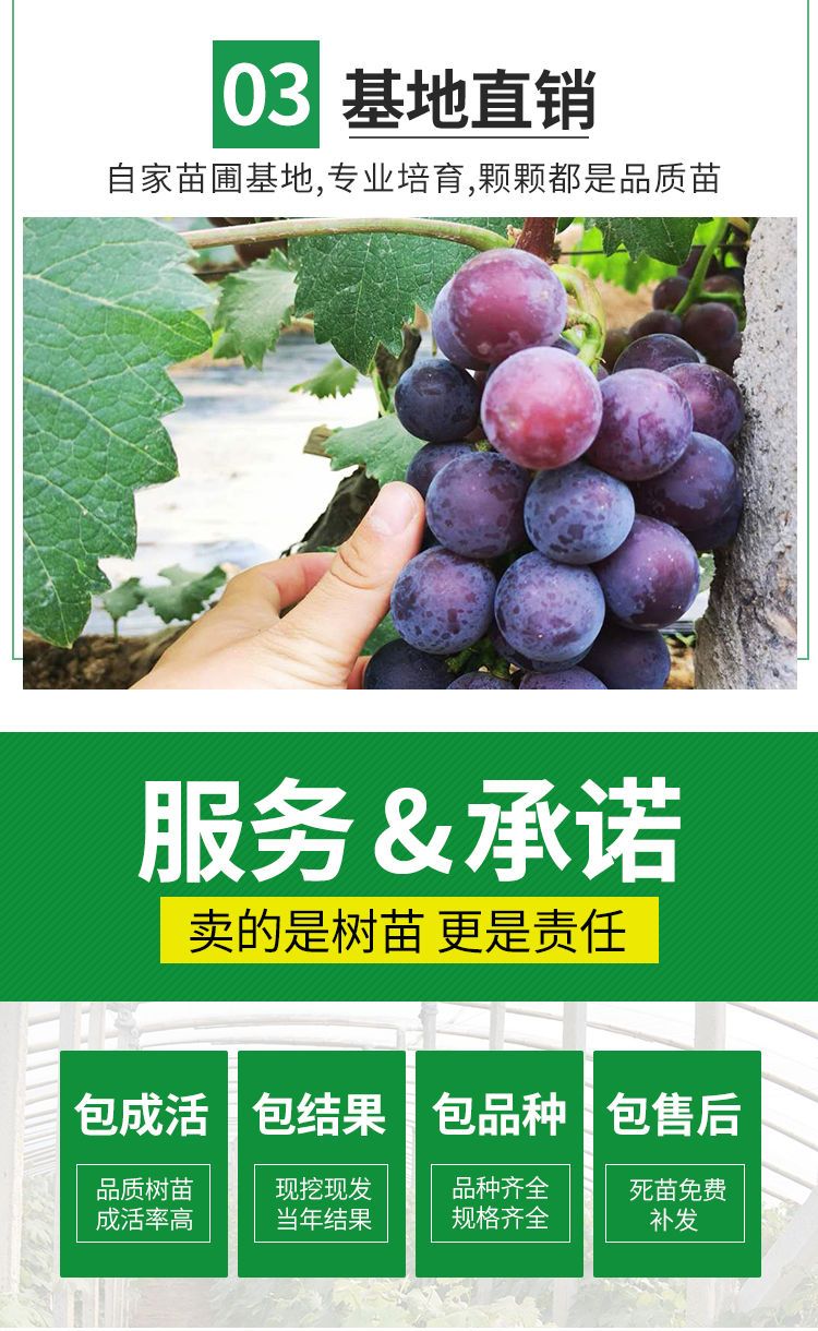 浪漫红颜葡萄苗 八月份成熟，单果重15克，甜度高。