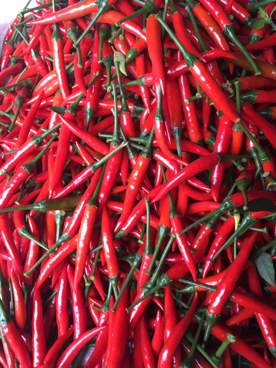  广西米椒新鲜小米椒泡椒朝天椒小米辣剁椒辣椒超辣红辣椒特辣辣椒