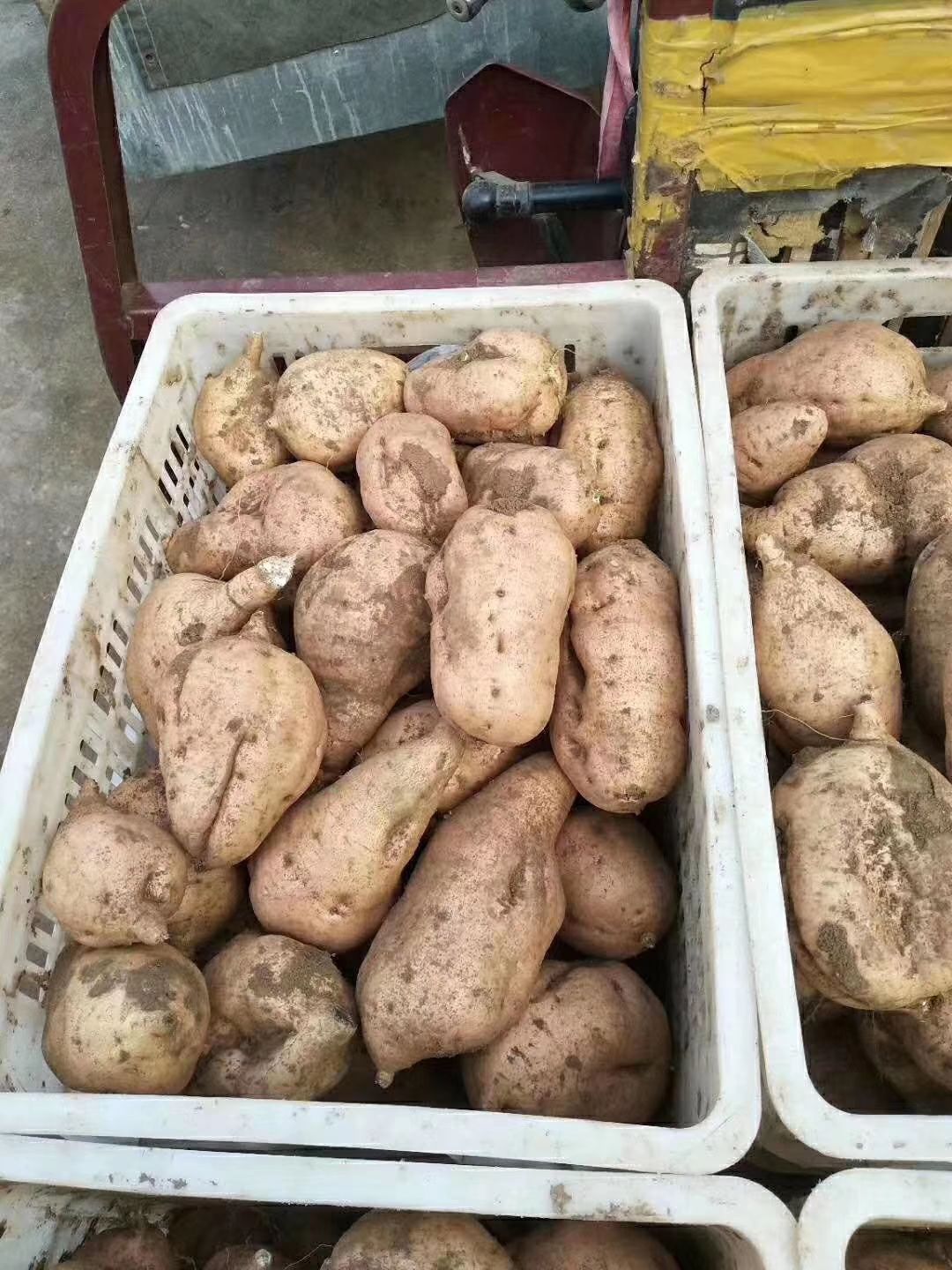  红薯，地瓜。量大优惠