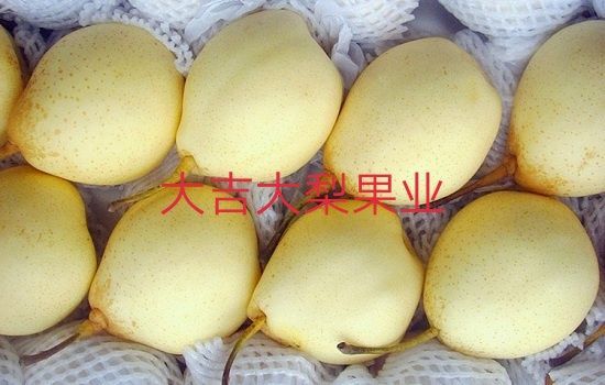 赵县鸭梨  水晶鸭60＃包邮