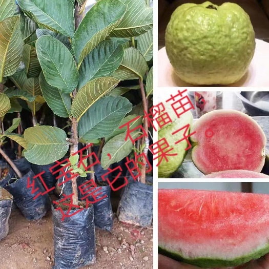 灵山县红宝石石榴苗  红宝石，翻石榴苗。两年苗